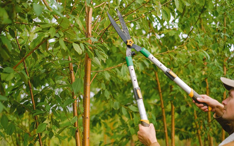 Tree trimming in Wallops Island, VA