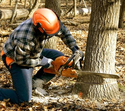 Tree Removal in Wallops Island, VA